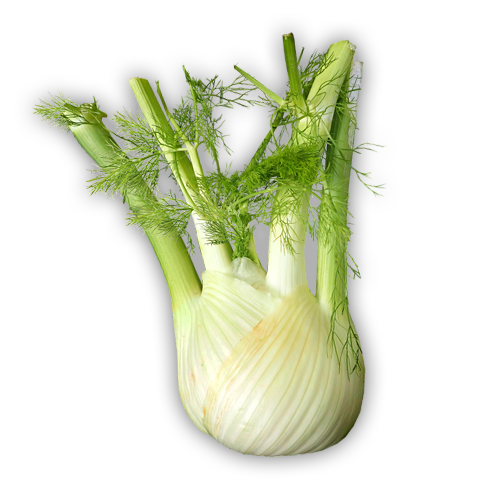 Fenchel