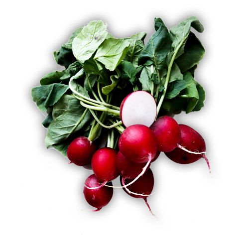 Radieschen